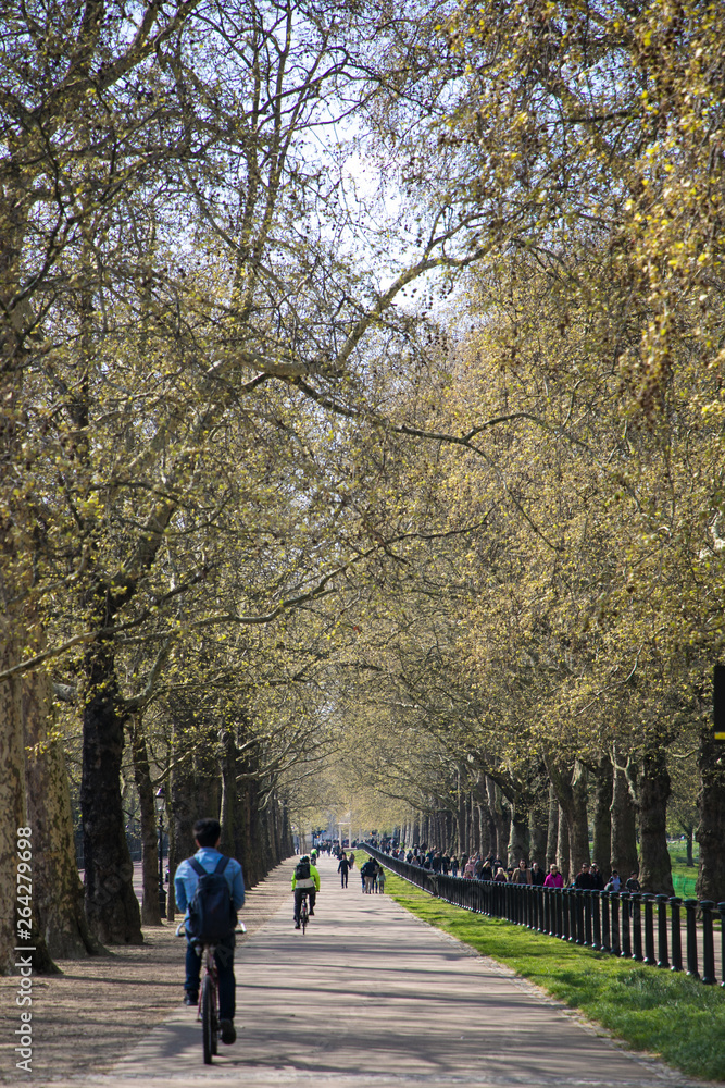 Tree Covered Park Path