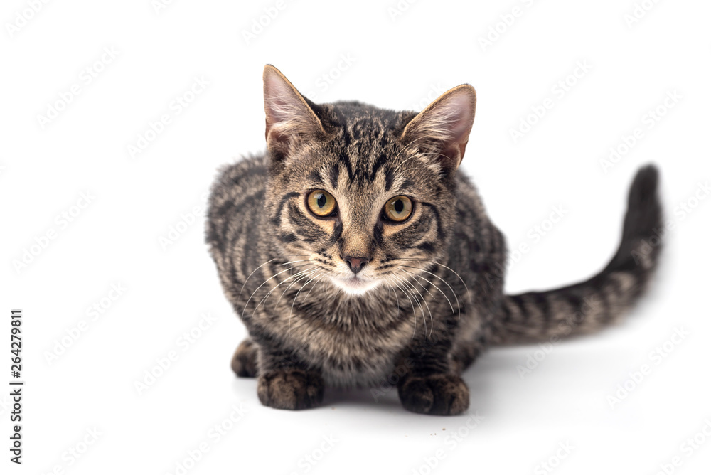Fototapeta premium Cat on white background