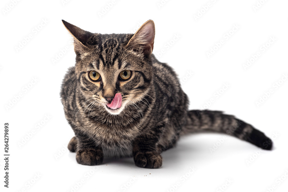Obraz premium Cat on white background