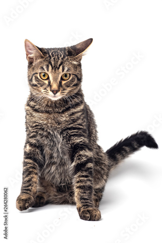 Cat on white background