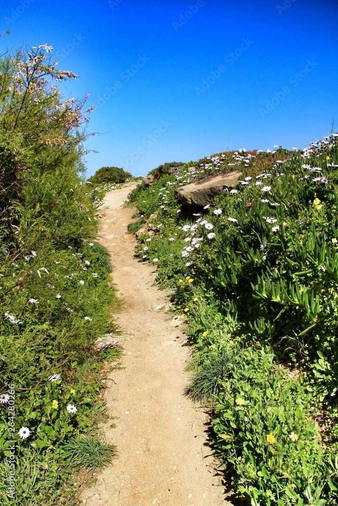 Path between green vegetation in Azenhas do Mar