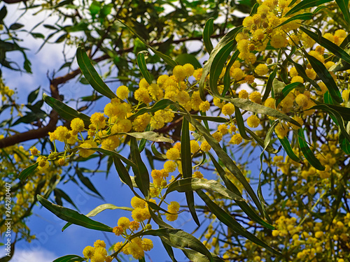 Beautiful colorful mimosa (Acacia Baileyana) tree branch full of yellow flowers on blue sky with some clouds background. Vibrant spring image.
