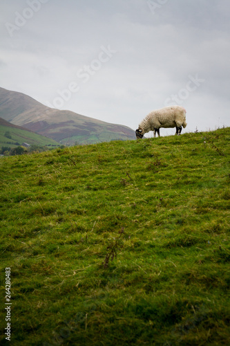 Lone Sheep photo