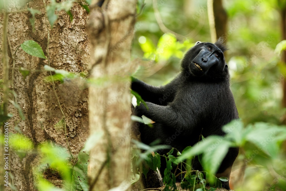 Obraz premium Celebes crested macaque on the branch of the tree. Close up portrait. Endemic black crested macaque or the black ape. Natural habitat. Unique mammals in Tangkoko National Park,Sulawesi. Indonesia