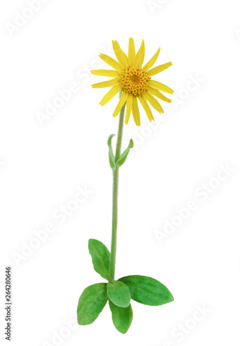 Arnica In Bloom  Arnica montana  isolated on White background