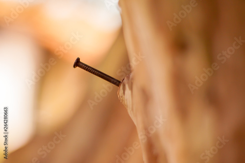 Nail placed on a wooden tree