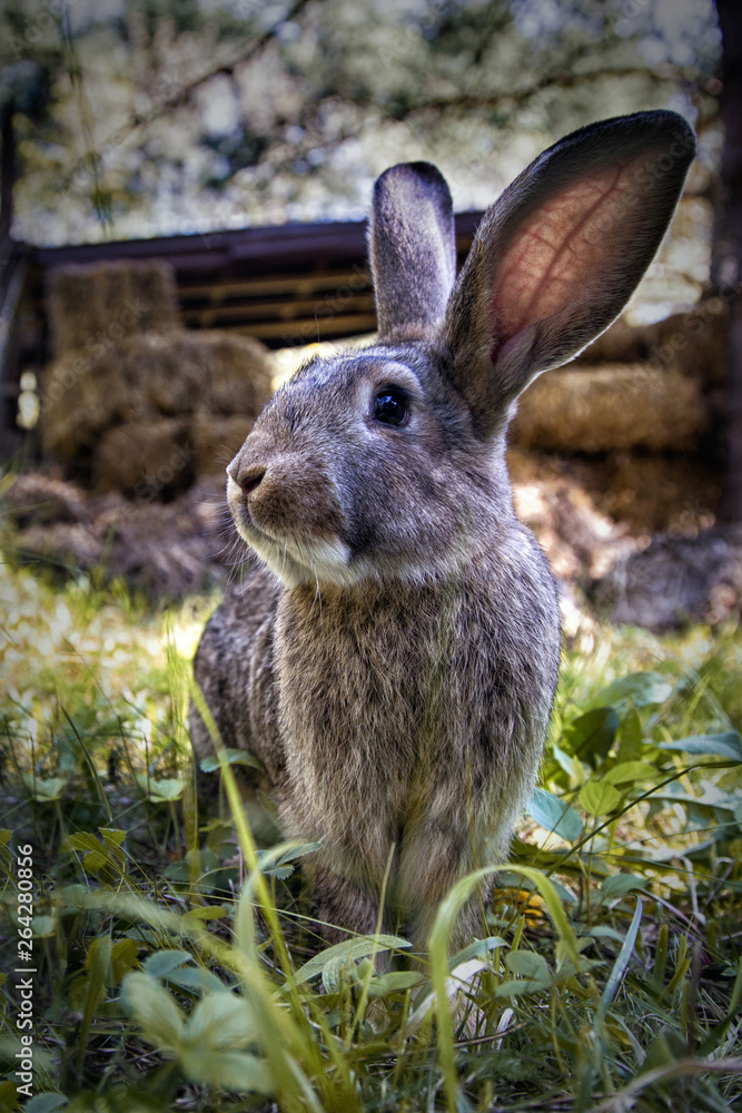 ein kaninchen sieht in die augen