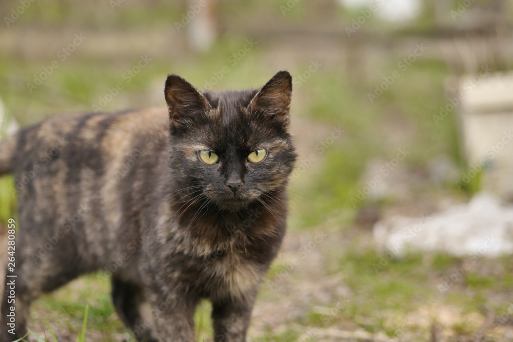 Homeless cat looking at the camera. Homeless cat looking at the camera.