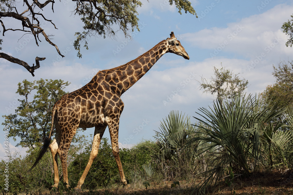 Fototapeta premium Giraffe / Giraffe / Giraffa Camelopardalis