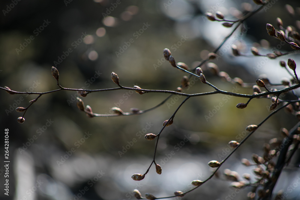 Budding Tree Branches Close Up
