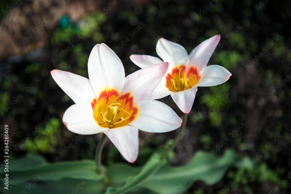 Two White Flowers Close Up Two White Flowers Close Up