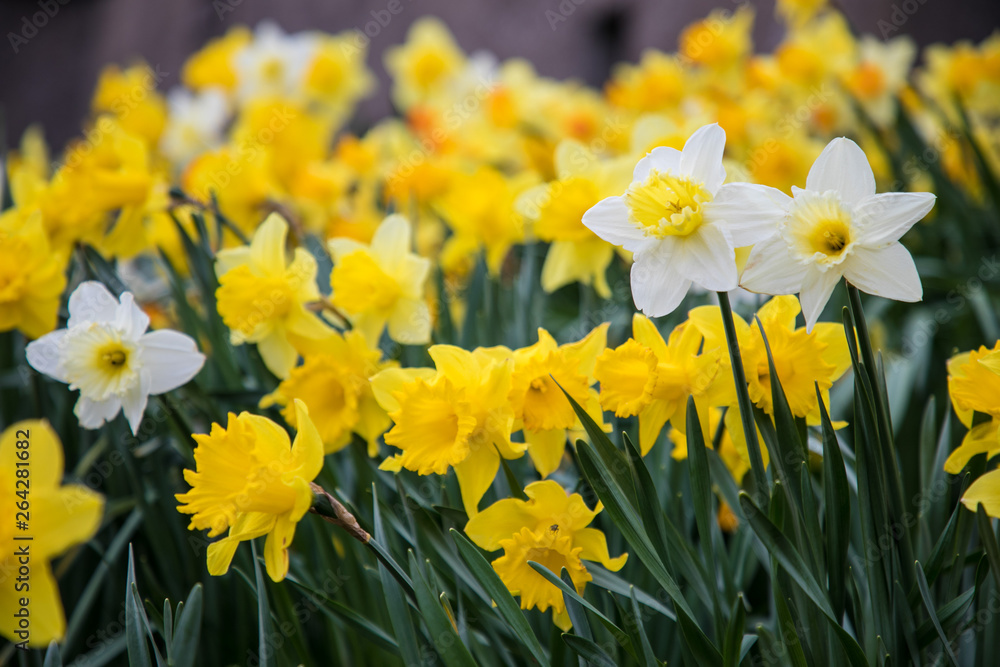 Fototapeta premium White and Yellow Daffodils