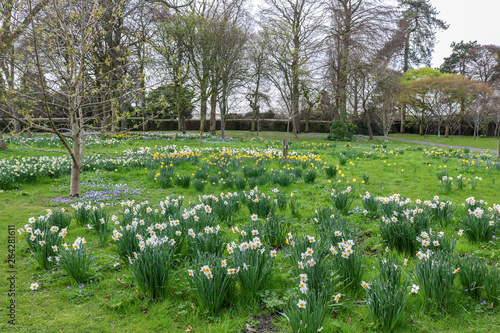 Fototapeta Naklejka Na Ścianę i Meble -  Flowers in the park. Plants in early spring.