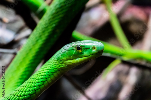 a green mamba resting on some branches while stretching.