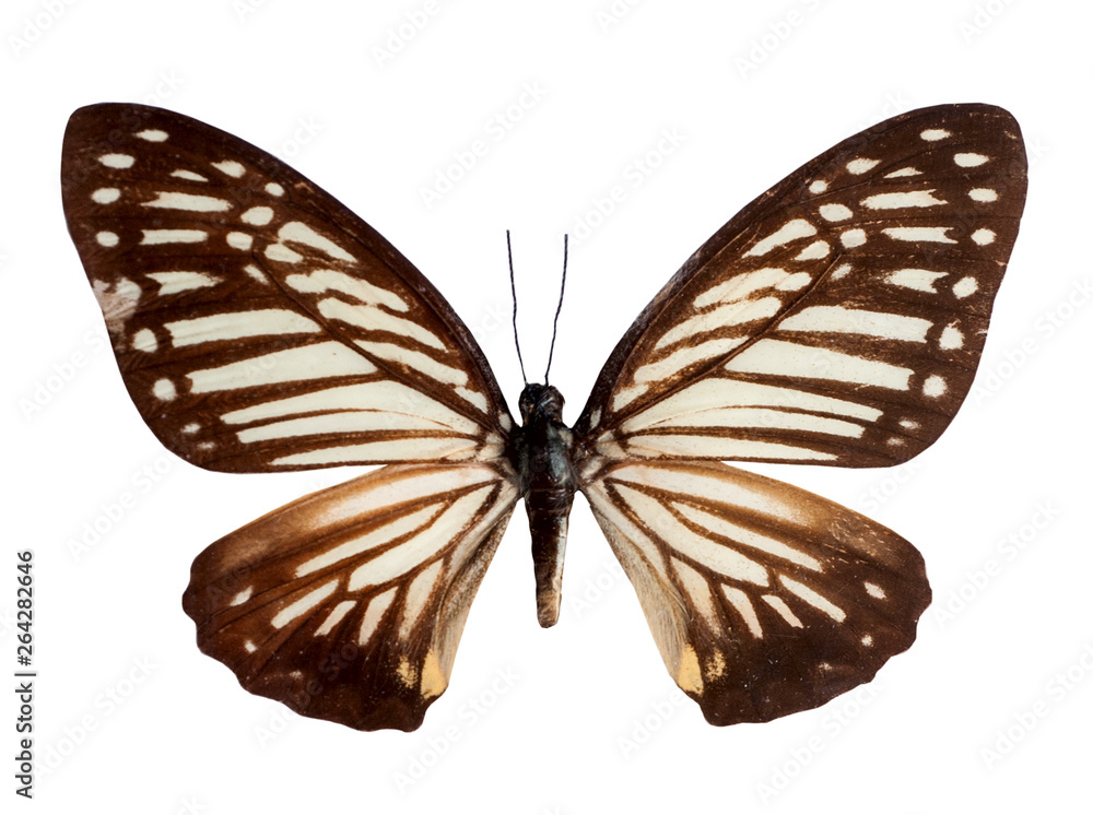Common Mime Butterfly with open wings on white background. Common Mime Butterfly with open wings on white background.