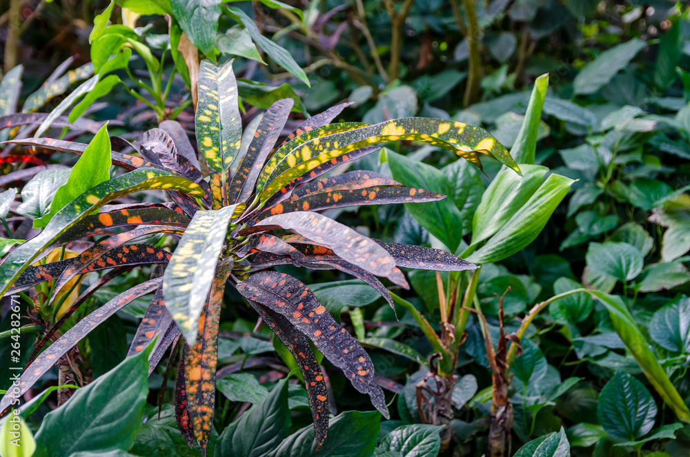 Obraz premium Colorful leaves of the croton plant among green leafs of other tropical plants