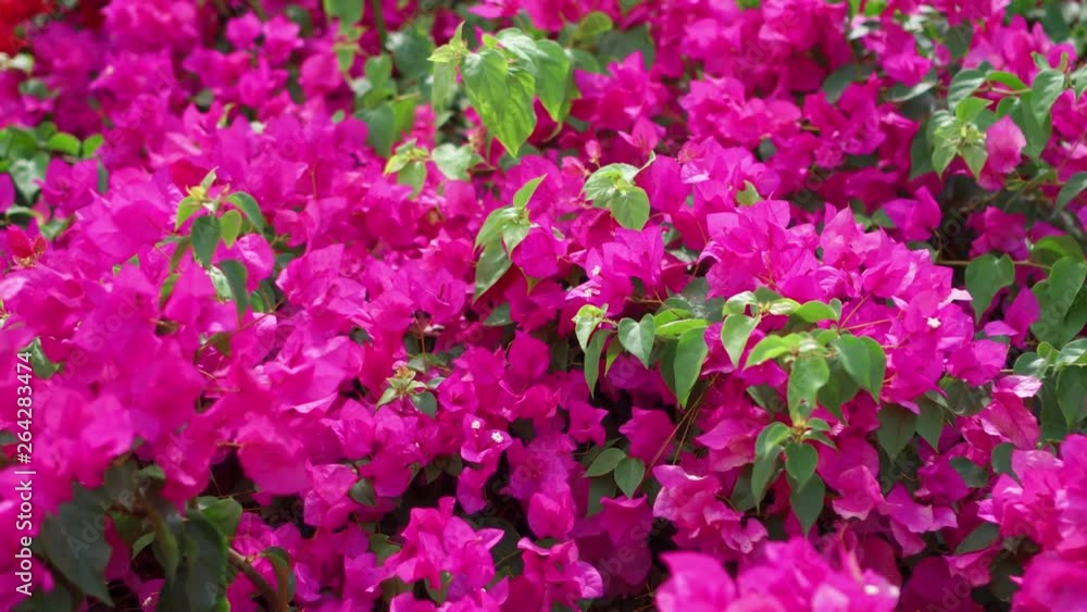 Green flowering bushes swaying in wind on hot summer day. Beautiful pink flowers on trees in sunny spring garden Green flowering bushes swaying in wind on hot summer day. Beautiful pink flowers on trees in sunny spring garden