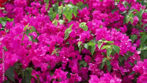 Wallpaper Mural Green flowering bushes swaying in wind on hot summer day. Beautiful pink flowers on trees in sunny spring garden Torontodigital.ca