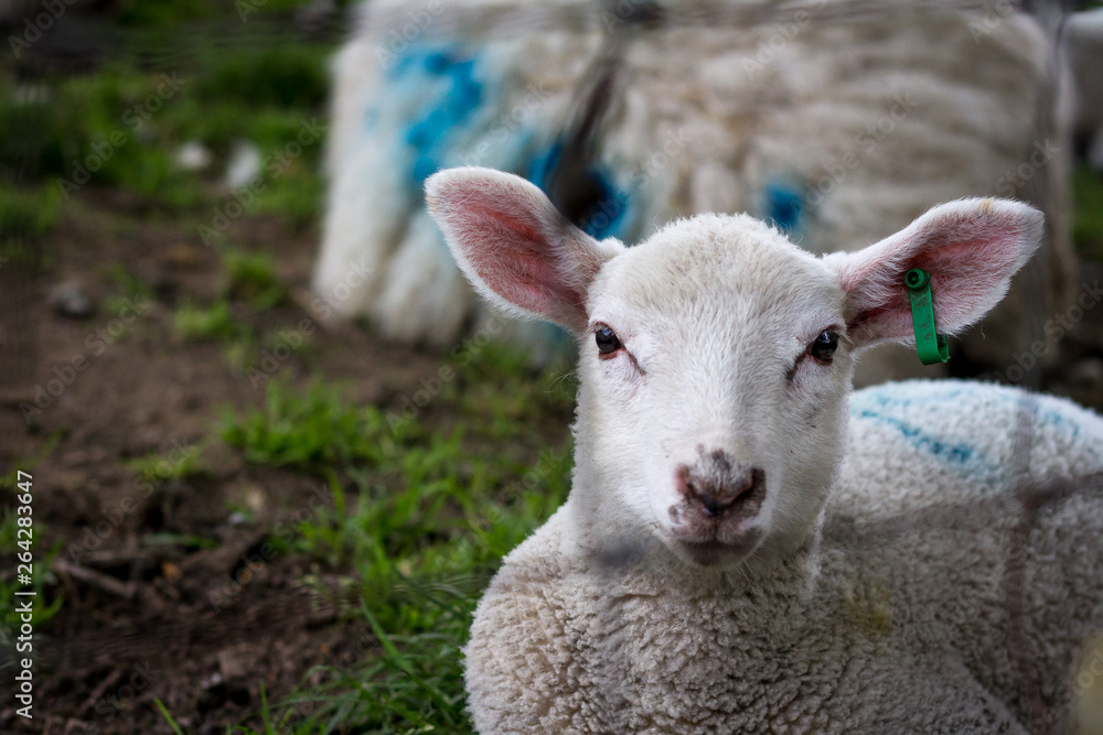 Naklejka premium Lamb