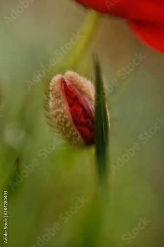 red poppy bud macro