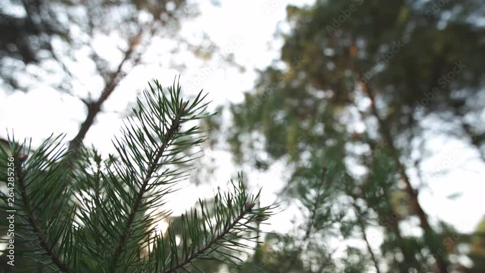 Close up slow moving shot of pine tree's needles - Green forest of Baltic country Latvia Close up slow moving shot of pine tree's needles - Green forest of Baltic country Latvia