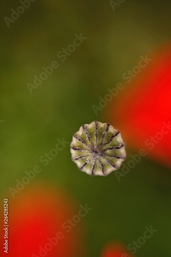 red poppy on green background macro