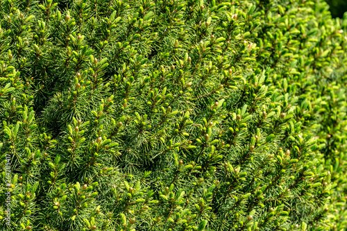 Young green shoots on branches of Picea glauca Conica. Sunny day in spring garden. Nature concept for design. Selective focus