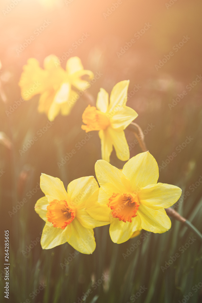 Fototapeta premium Daffodil Meditation