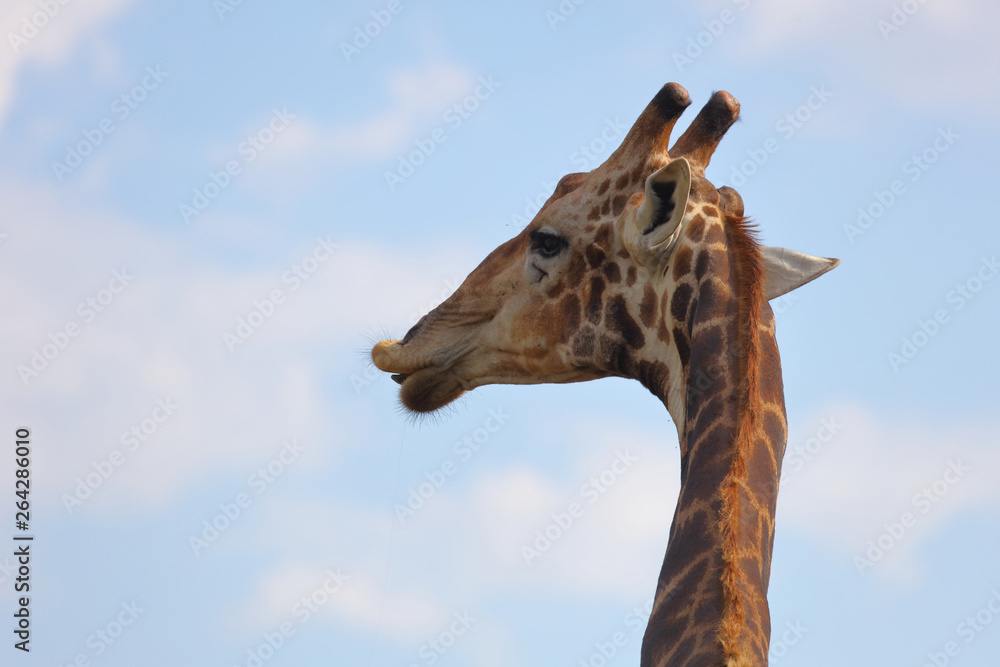 Giraffe / Giraffe / Giraffa Camelopardalis Giraffe / Giraffe / Giraffa Camelopardalis