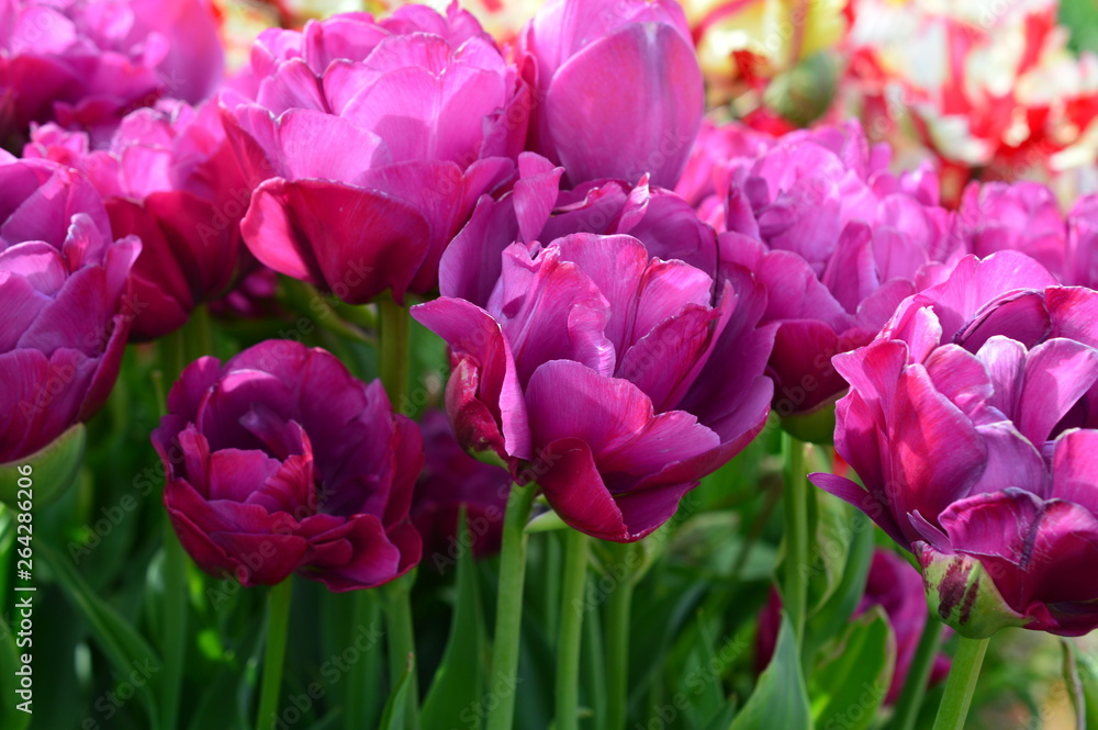 Fototapeta premium Różowe tulipany na festiwalu tulipanów butów drewnianych w Woodburn w stanie Oregon
