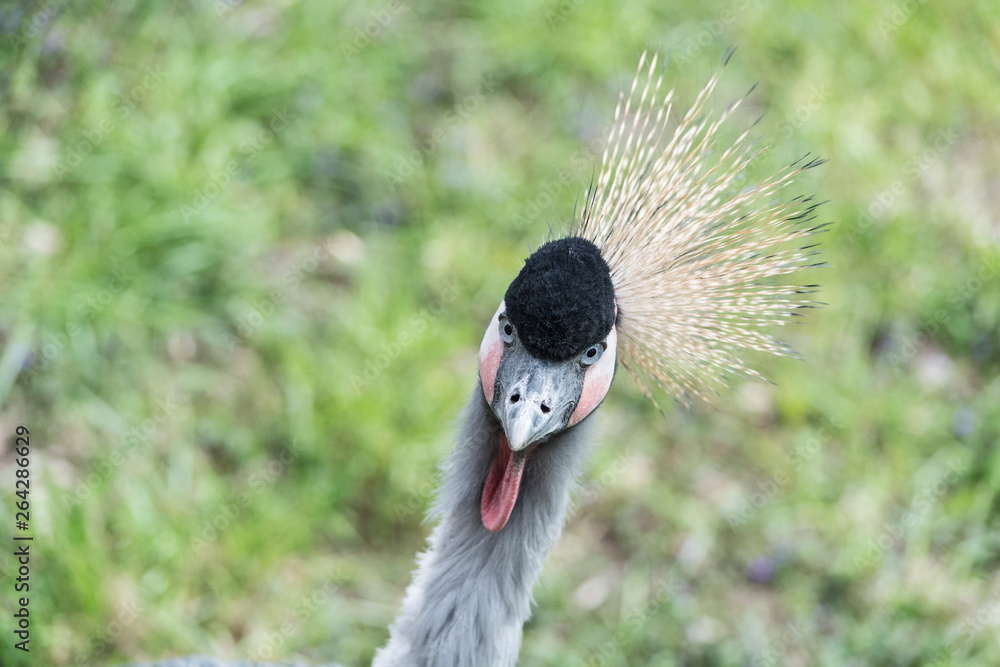 Fototapeta premium grey crowned crane