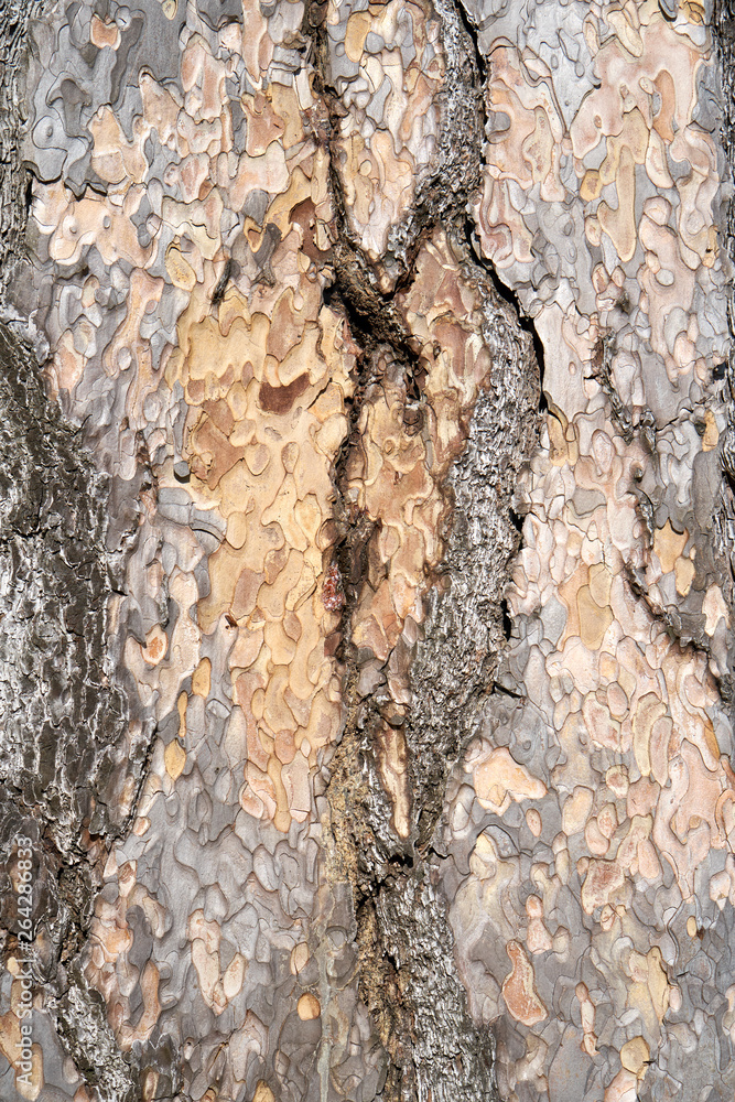 Fototapeta premium Is beatuiful and has varous interesting shapes and cracks that make this image perfect for backgrounds or editing.