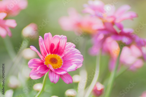 Pink Marguerite Daisy in th...