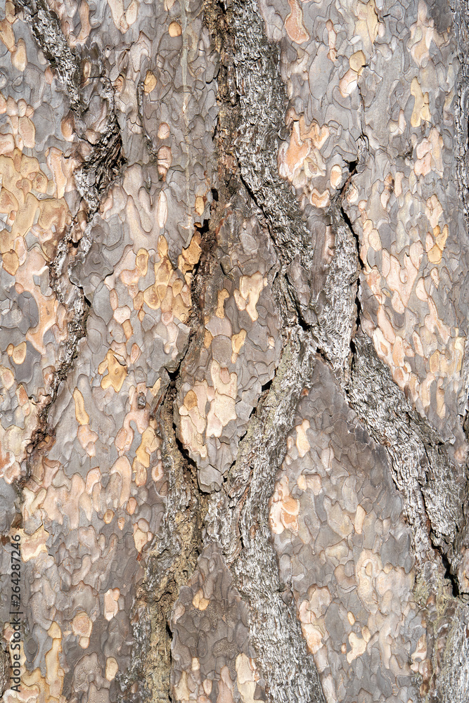 Is beatuiful and has varous interesting shapes and cracks that make this image perfect for backgrounds or editing. Is beatuiful and has varous interesting shapes and cracks that make this image perfect for backgrounds or editing.