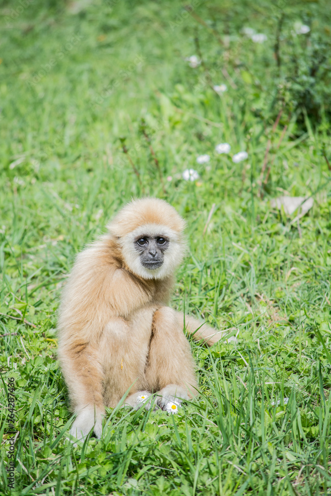 Obraz premium sad monkey sitting on the ground