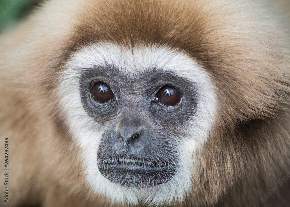Obraz premium Sad monkey