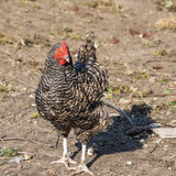 Chicken broilers. Poultry farm. Mottled grey chicken walkinng in a farm garden.