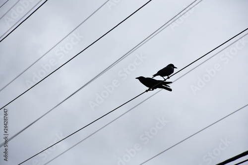 crows resting on electric wires