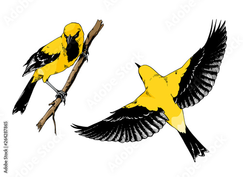 Set of hand drawn illustrations of oriole birds