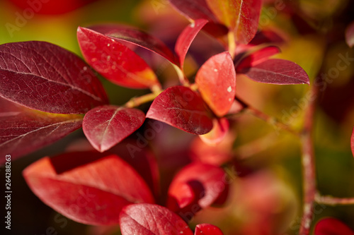 Beautiful dark red leaves in sunny forest