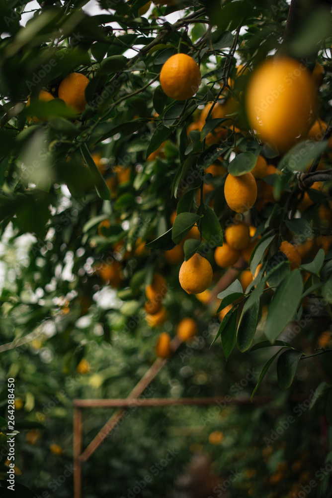Citrus Tree with Lemons