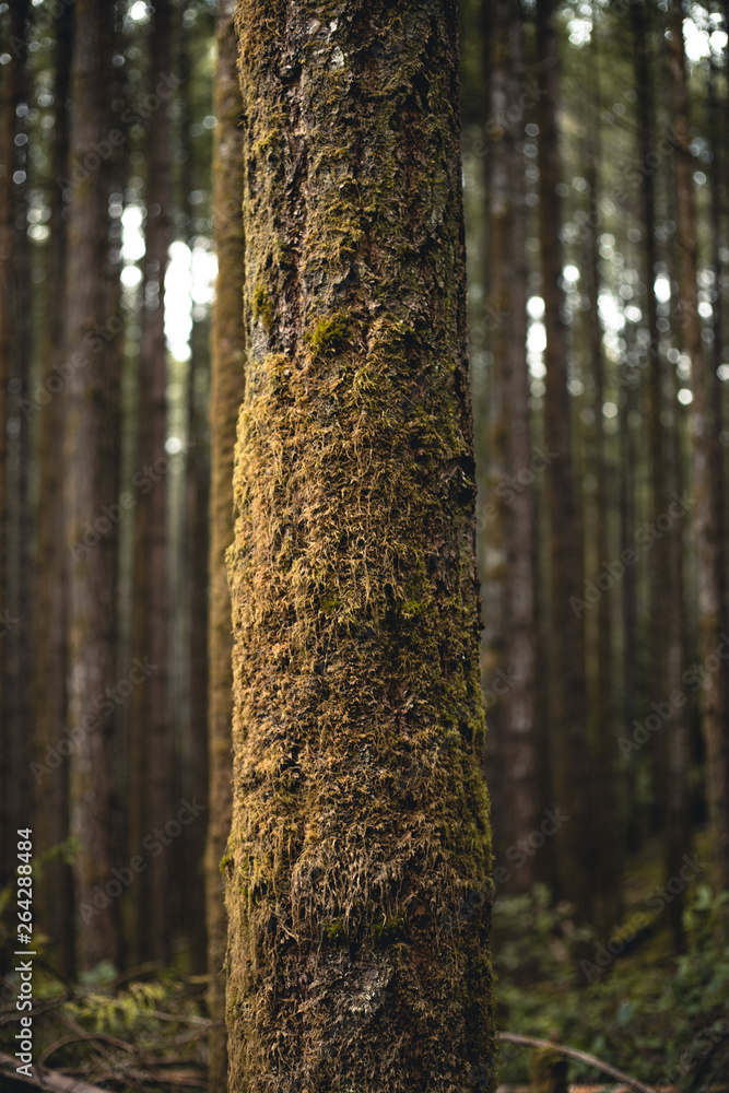 Naklejka premium Nature up close