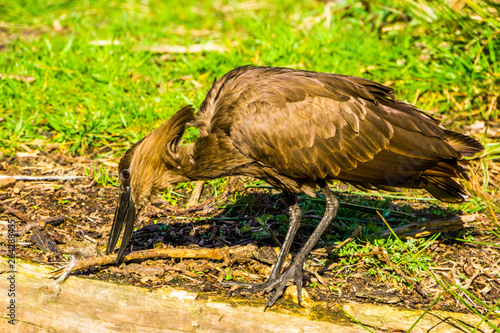 hamerkop bird picking up a branch, tropical animal from madagascar and Africa photo