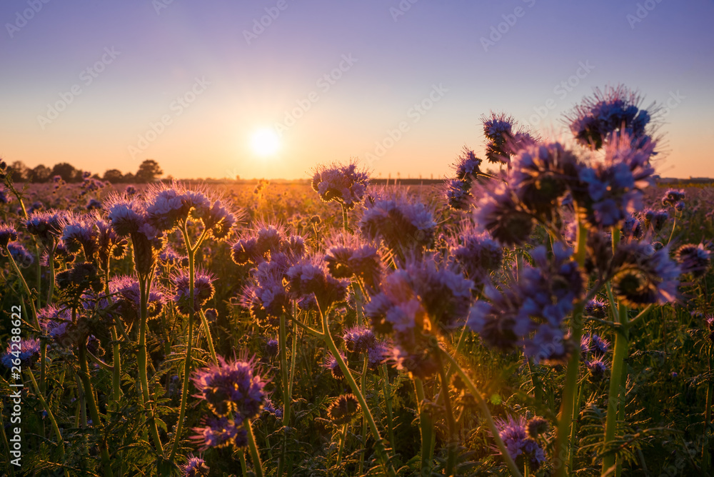 Obraz premium traumhaft schöne Abendstimmung auf dem Feld, bienenfreundliche Bepflanzung mit Phacelia