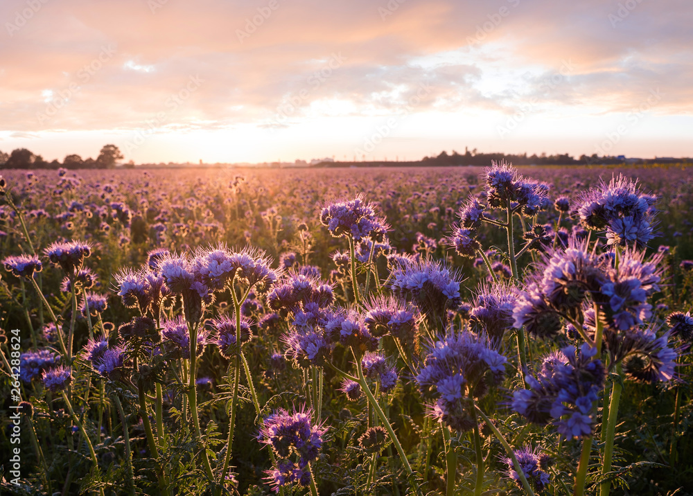 Obraz premium bienenfreundliche Bepflanzung mit Phacelia bei Sonnenuntergang