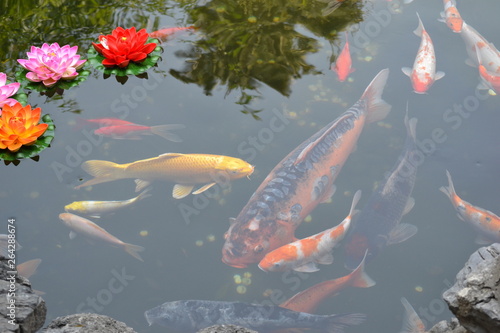 A pond with flowers on its surface and large multi-colored fishes floating in it.