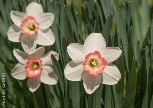 Daffodil