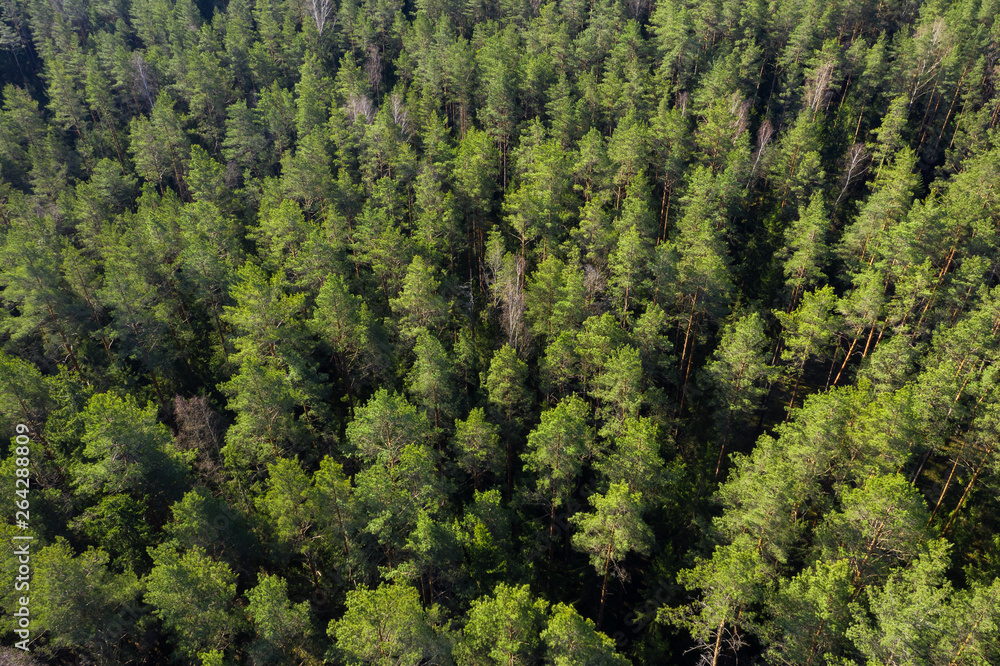 Forest aerial view. Pine trees in forest shot from drone Forest aerial view. Pine trees in forest shot from drone