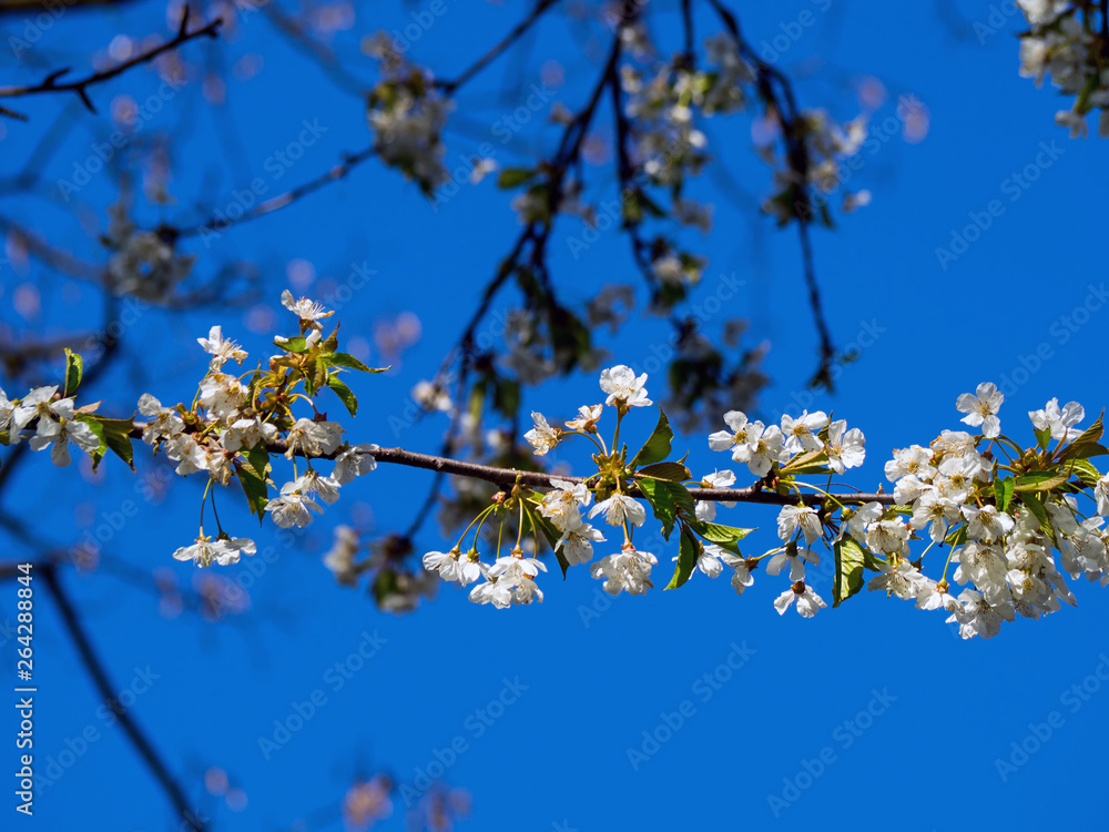 Fototapeta premium blossoming cherry in the orchard