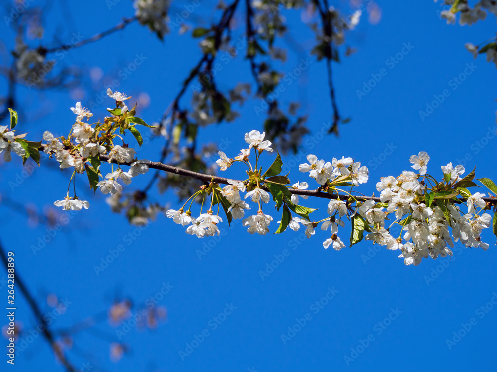 blossoming cherry in the orchard